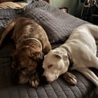 Nora and Lady