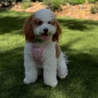 Girls of Dog Rescue