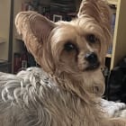 Moxie