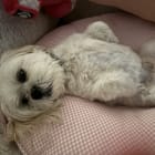 Benji
