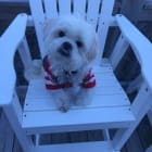 Benji