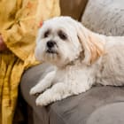 Benji