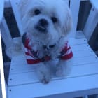 Benji