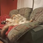 Wolfy