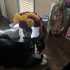 My cat named chon