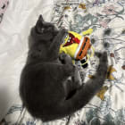 My cat named chon