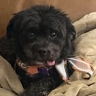 BoBo