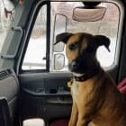 Dingo