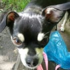 Penelope aka The Free Loader