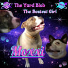 Moxxi