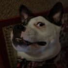 Moxxi