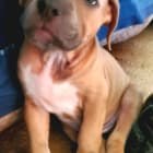Otis