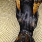 Stubby