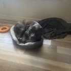 Charlie and Bootie