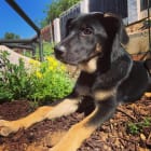 Butkus