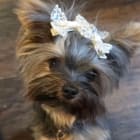 Little Lady