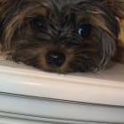 Little Lady