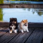 Tagg and Gemma