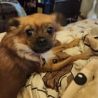 Tyson