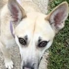 Gracie