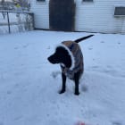 Daisy