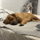 Duke