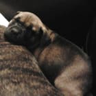 Fergus