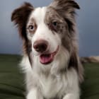 Zoey