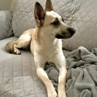 Gracie