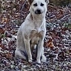 Gracie