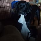 Sofie