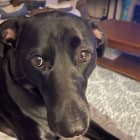 Abby