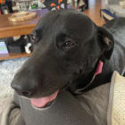 Abby