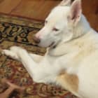 Apollo