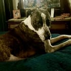 Buckley