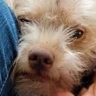 Baxter