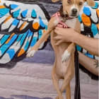 Polly-Quanah