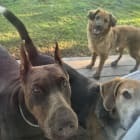 Sunrise Farm Animal Sanctuary