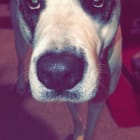 Cami