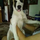 Cami