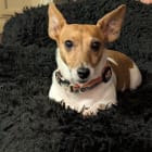Honey Bear