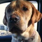 Molly a Shepard and Harley a Lab Harley crossed the rainbow bridge