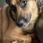 Molly a Shepard and Harley a Lab Harley crossed the rainbow bridge