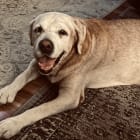 Molly a Shepard and Harley a Lab Harley crossed the rainbow bridge