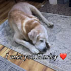 Molly a Shepard and Harley a Lab Harley crossed the rainbow bridge