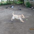 Molly a Shepard and Harley a Lab Harley crossed the rainbow bridge