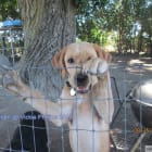 Molly a Shepard and Harley a Lab Harley crossed the rainbow bridge