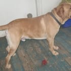 Molly a Shepard and Harley a Lab Harley crossed the rainbow bridge