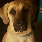 Apollo