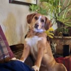 Bailey
